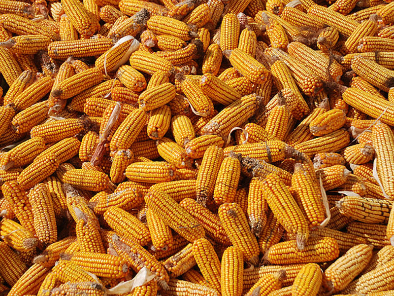 怎么判斷玉米有沒有黃曲霉毒素？