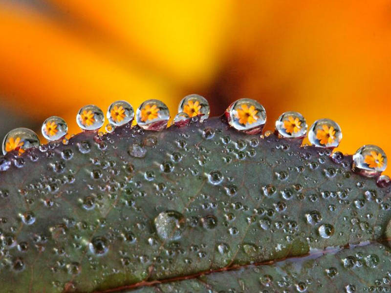 水質生物毒性檢測標準（